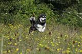 ALASKAN MALAMUTE 348